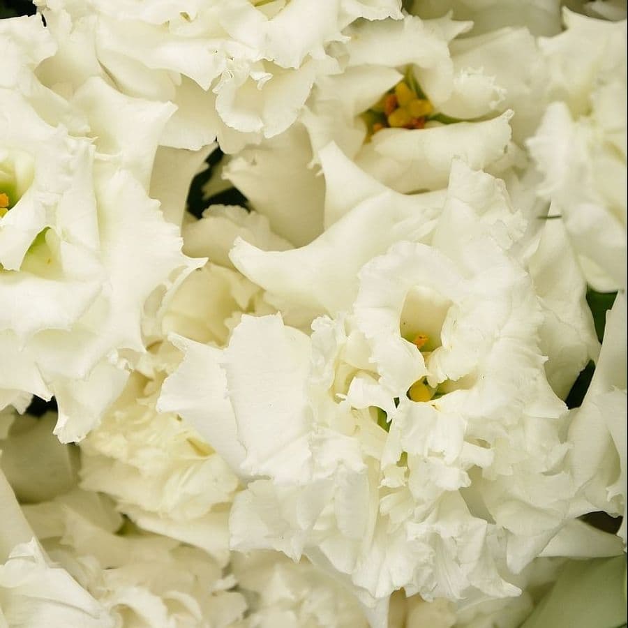 Букет из белого Лизиантуса «София»