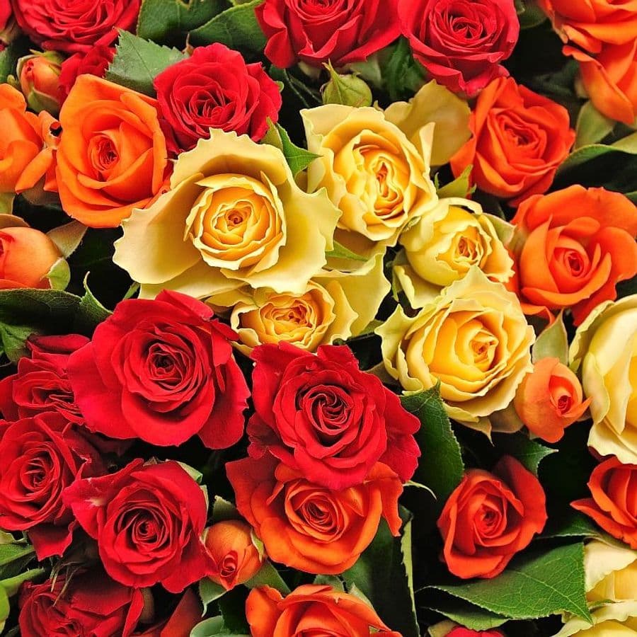 Букет из кустовых Роз «Заветная мечта»