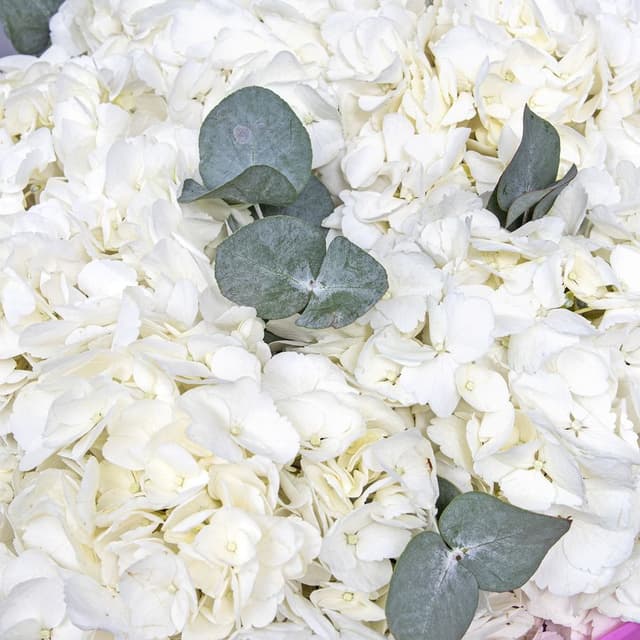 Букет из Гортензий «Мелодия цветов»