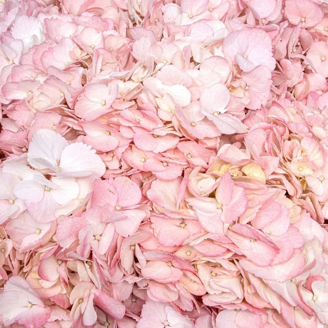 Букет из светло-розовой Гортензии «Фламинго»