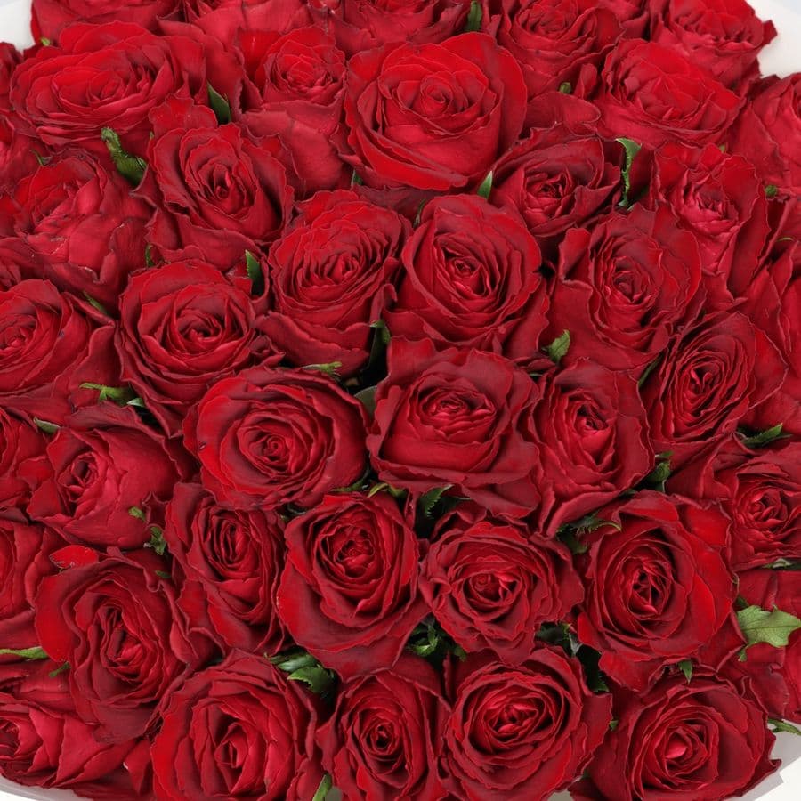 Букет Роз Кения красная 51 шт «Вспышка Чувств»