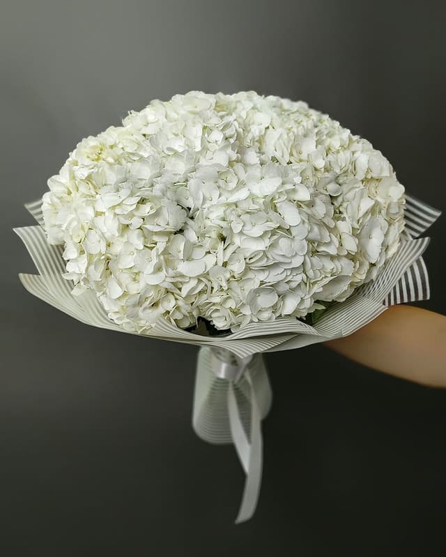 Букет из Гортензий «Белиос»