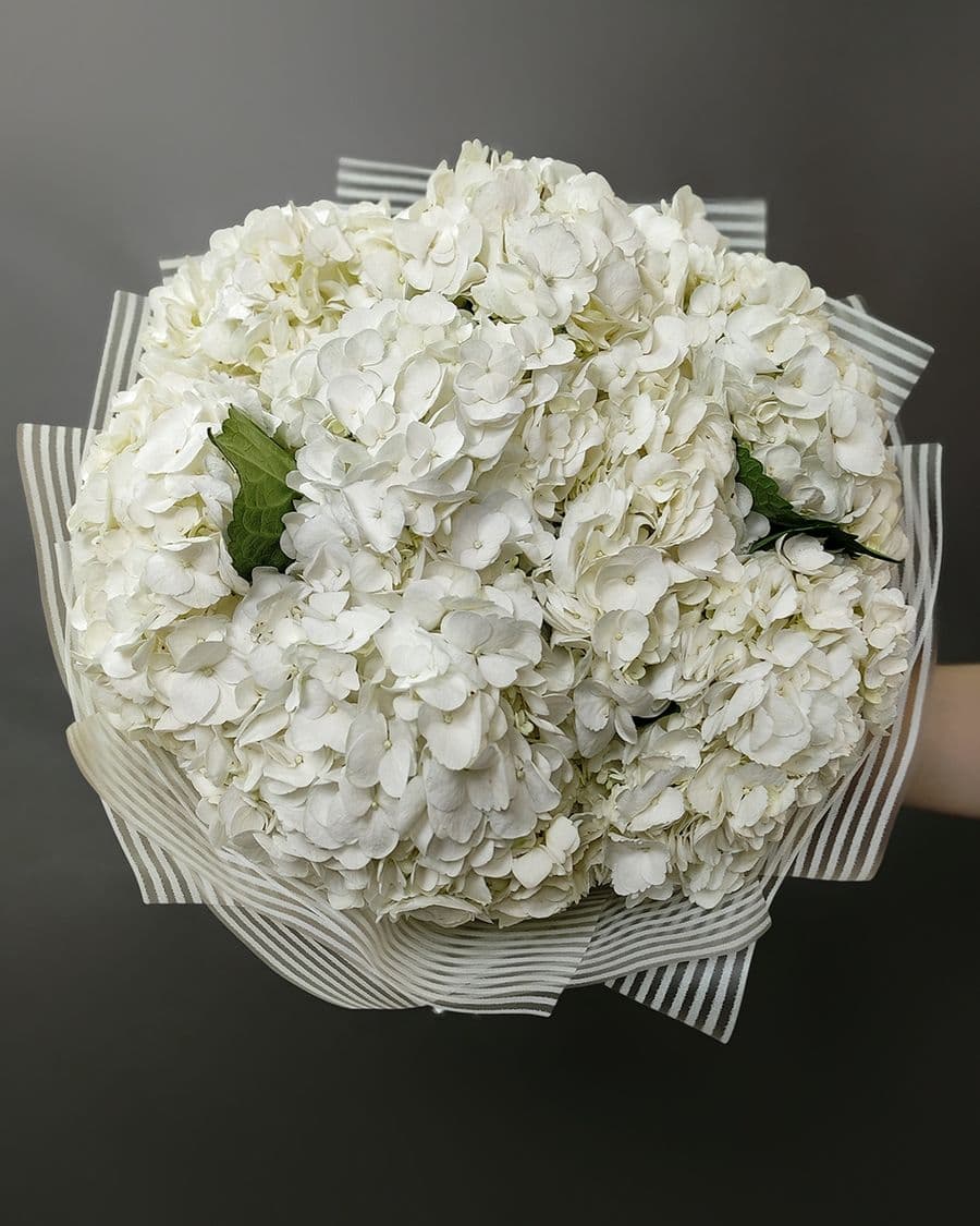 Букет из Гортензий «Белиос»