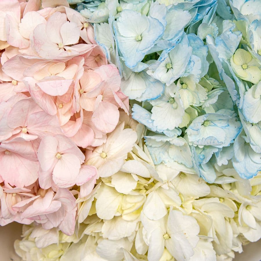Букет из разноцветных Гортензий «Акварельный микс»