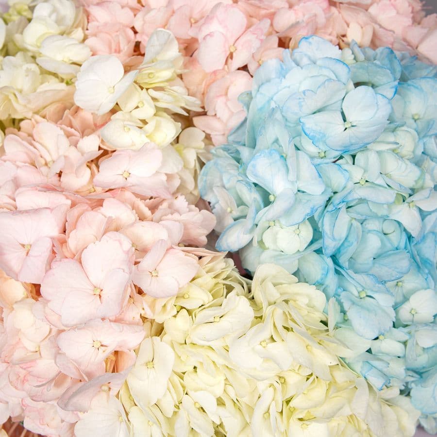 Букет из Гортензий «Нежный микс»