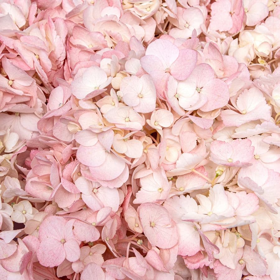 Букет из нежно-розовой Гортензии «Мечты Анны»