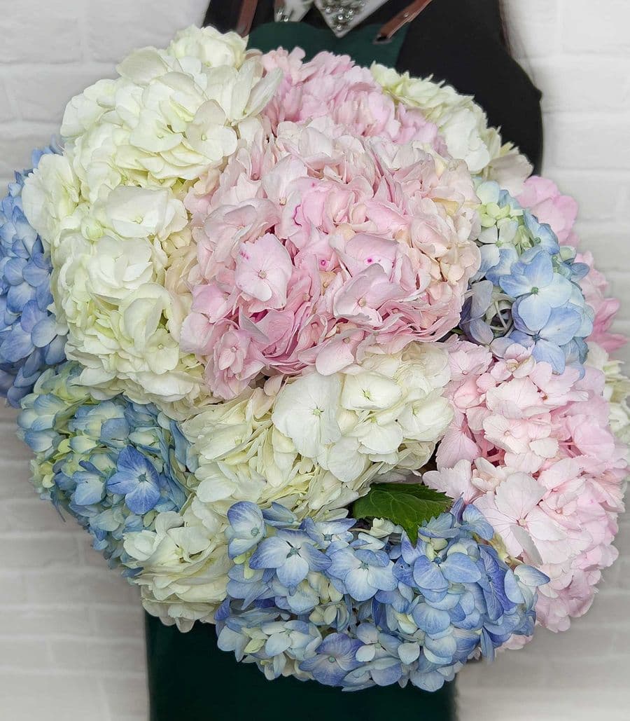 Букет из Гортензий «Ничего лишнего»