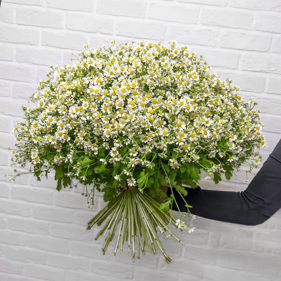 Букет из 101 Ромашки «Оазис»