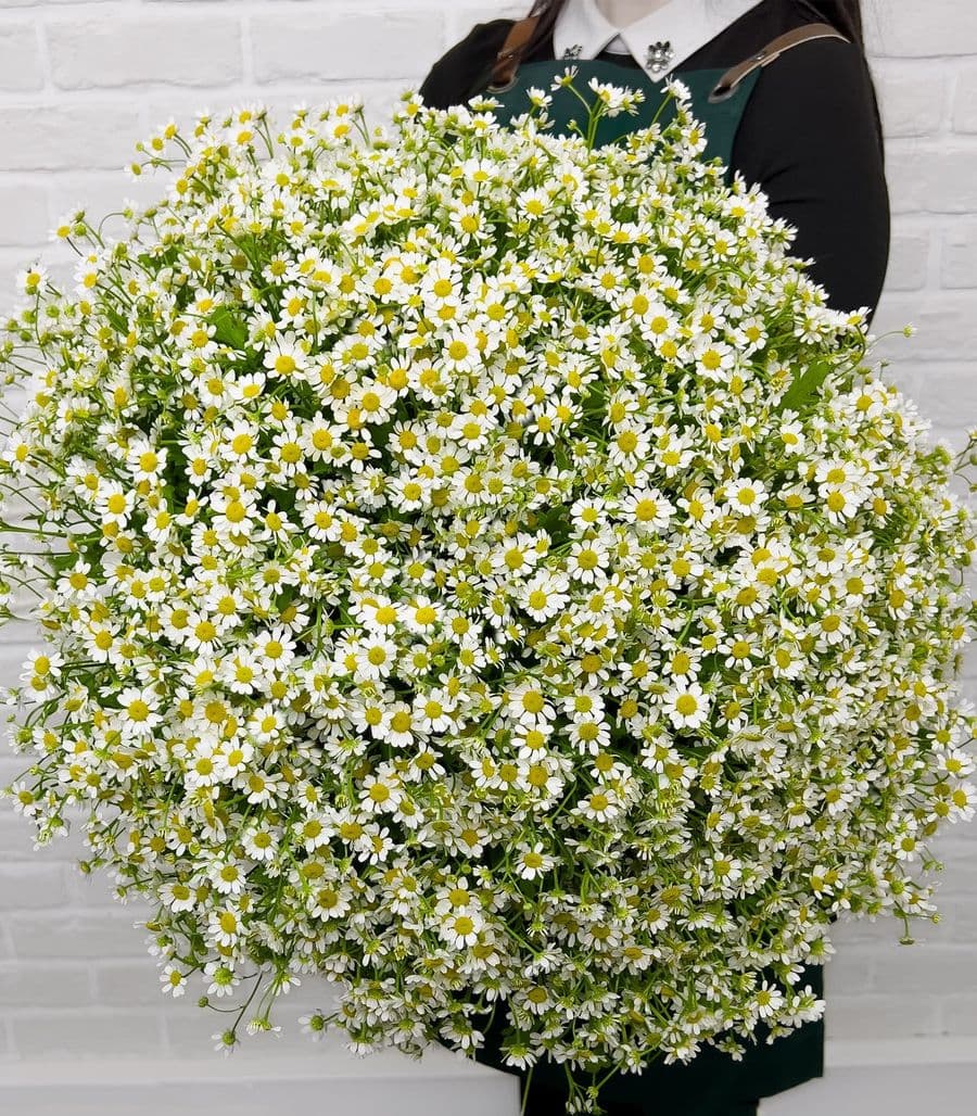 Букет из 101 Ромашки «Оазис»
