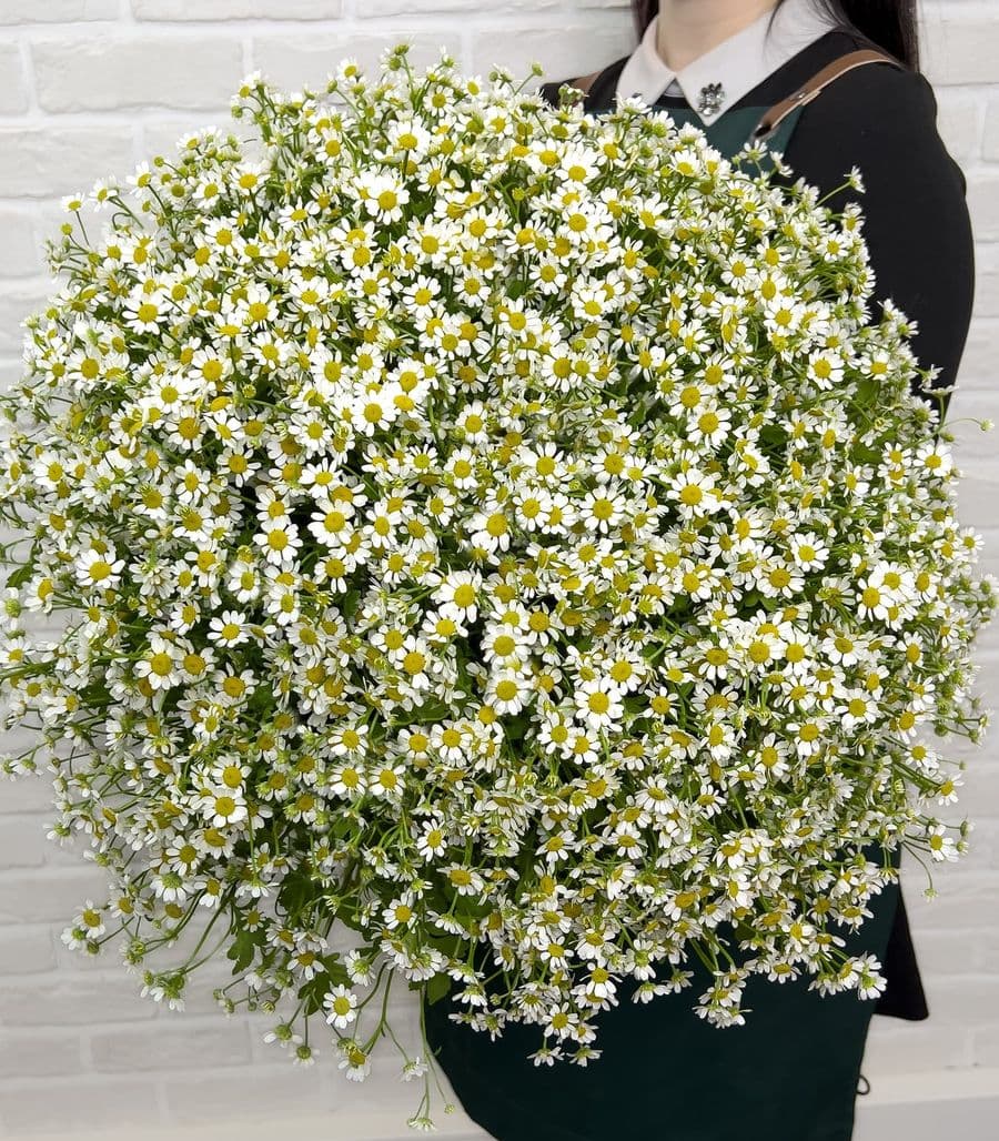 Букет из 75 Ромашек «Теплый день»