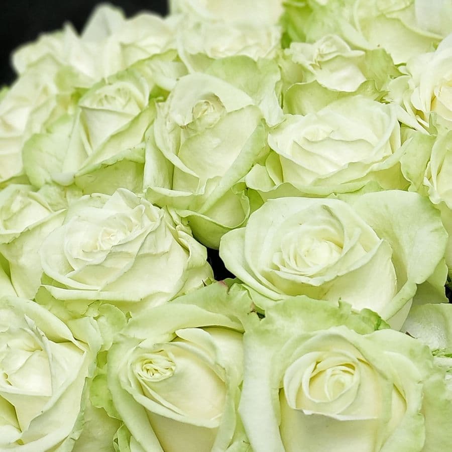 Букет из белых роз 60 см «Безупречной»