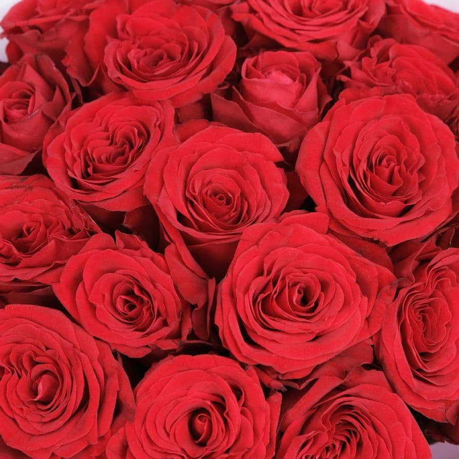 Букет из красных Роз 40 см 25 шт «Симфония любви»