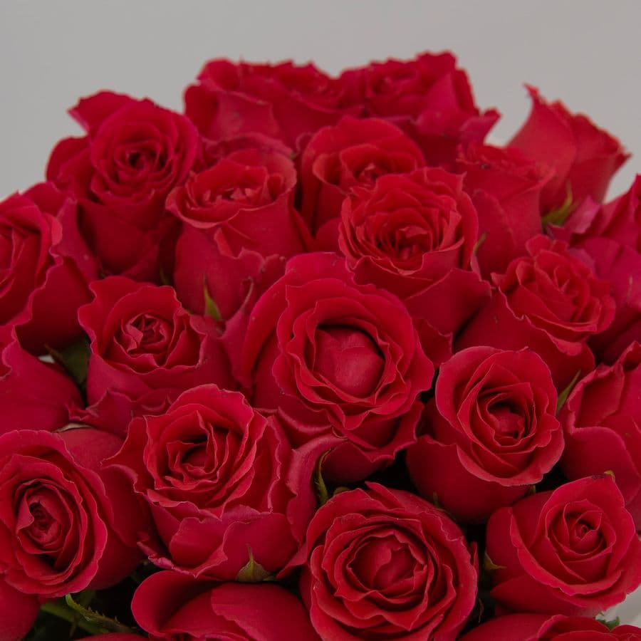 Букет из малиновых Роз 25 шт 40 см «Милена»
