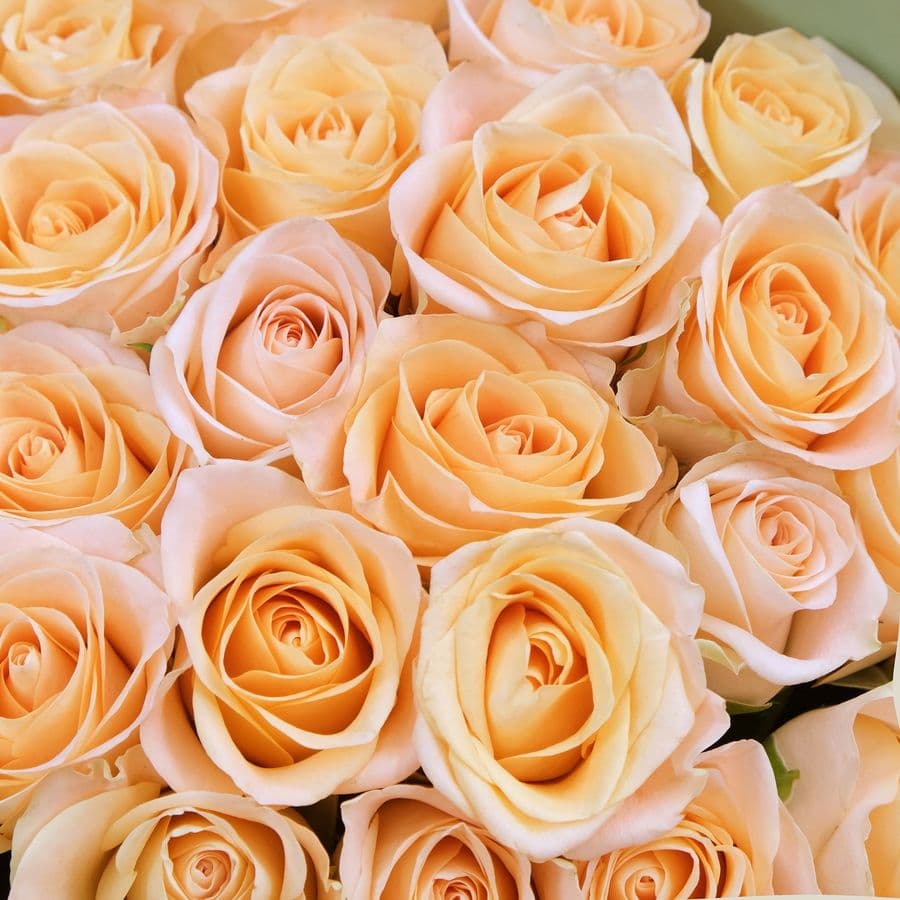Букет из персиковых Роз 40 см 25 шт «Басилея»