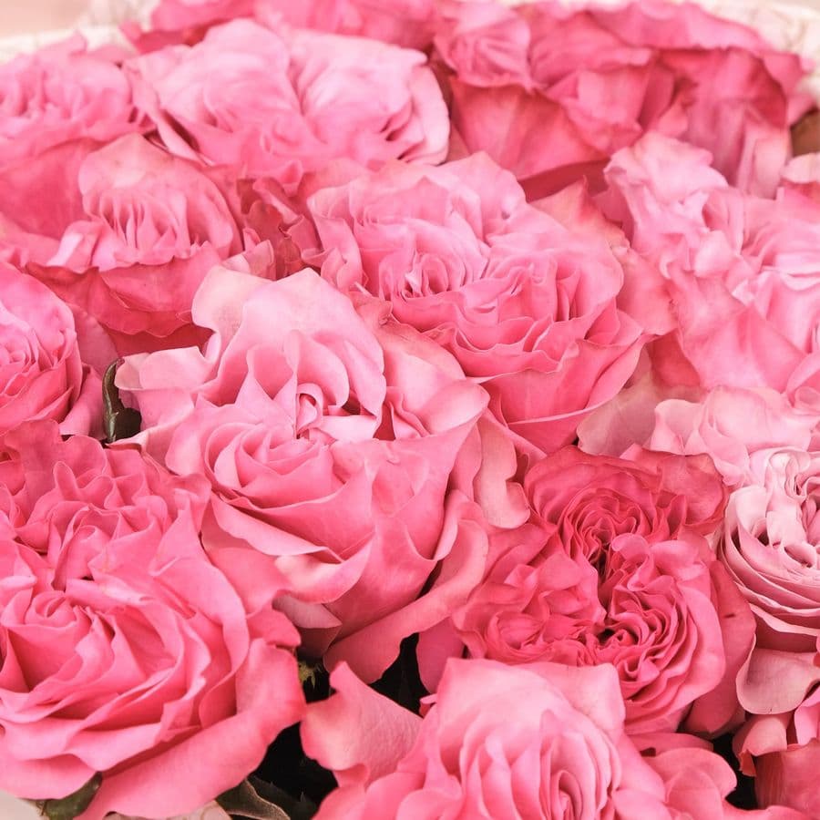 Букет розовых Роз «Андромеда»