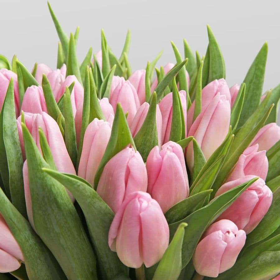 Композиция из Тюльпанов «Розовая весна»