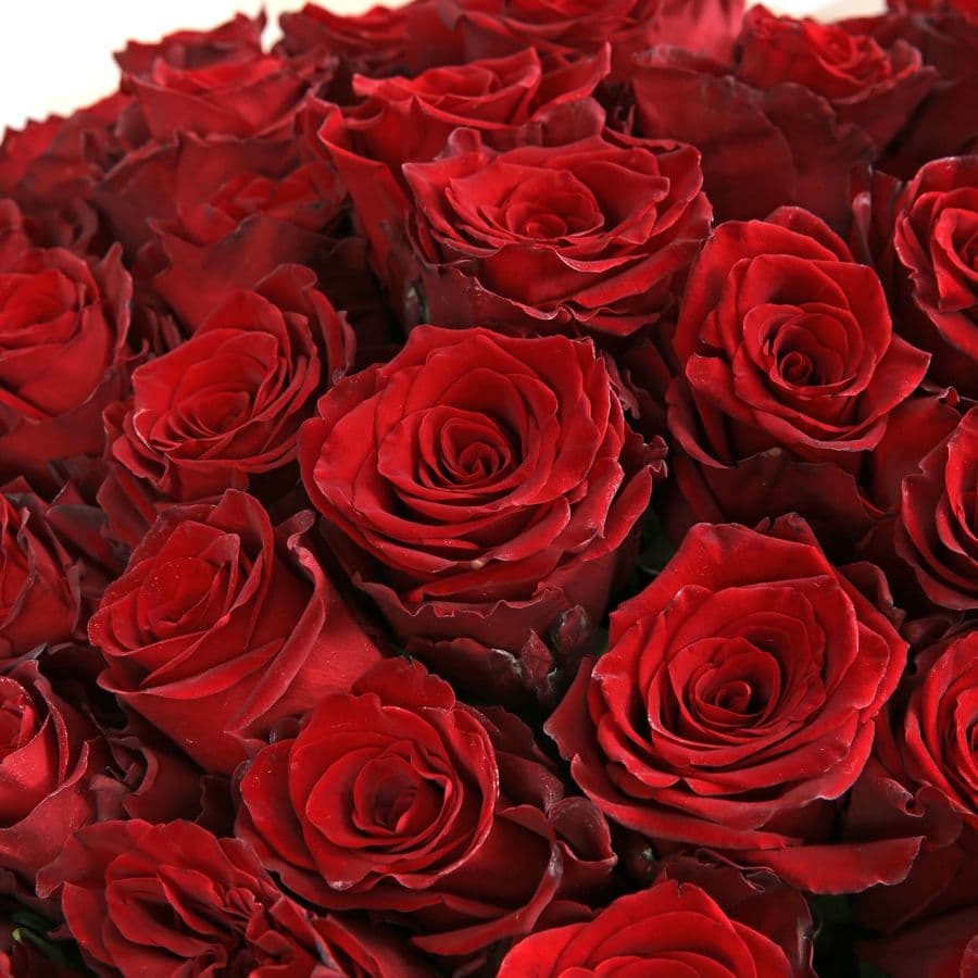 Букет из 75 Роз Эквадор «Рубиновое пламя»