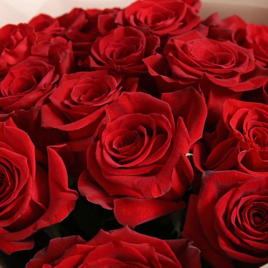 Букет из 25 Роз Эквадор «Прекрасное мгновение»