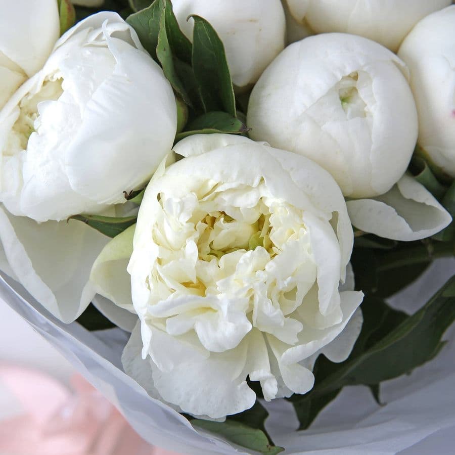 Букет из Пионов «Белое безмолвие»