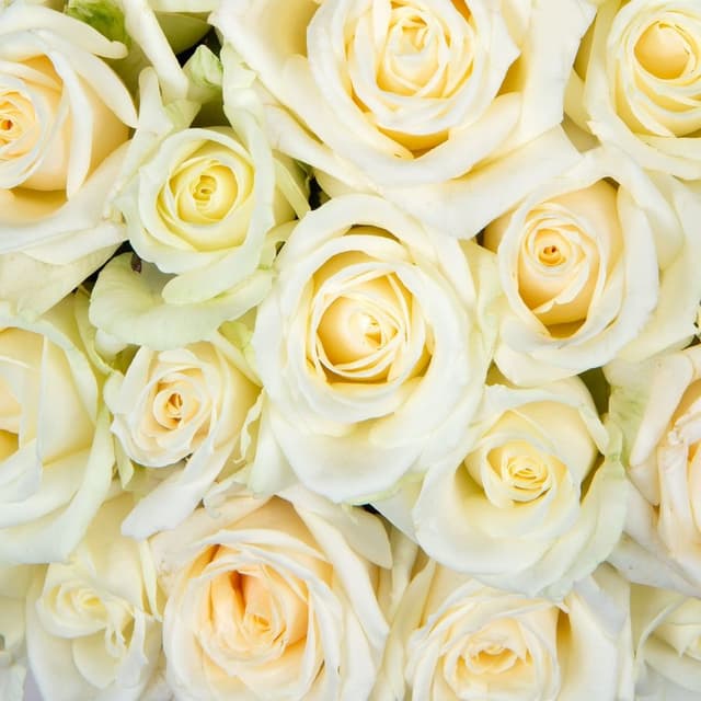 Композиция из Роз Россия 101 шт в шляпной коробке «Вдохновение весны»