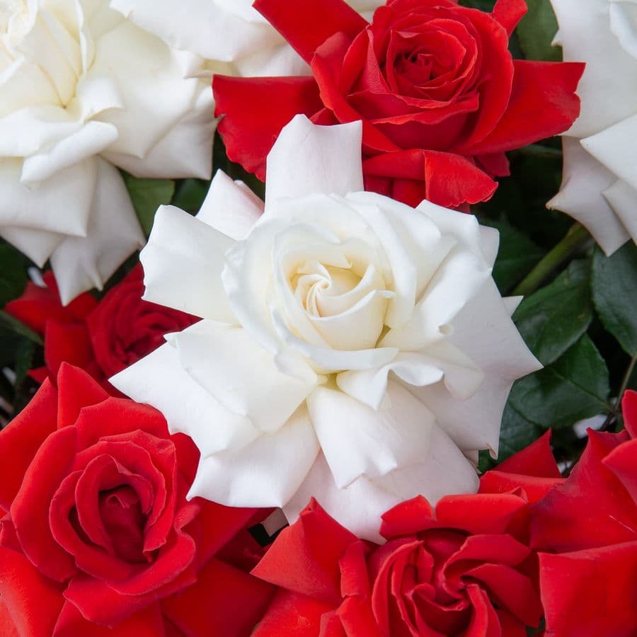 Композиция из Роз Эквадор в шляпной коробке «Сердечный привет»