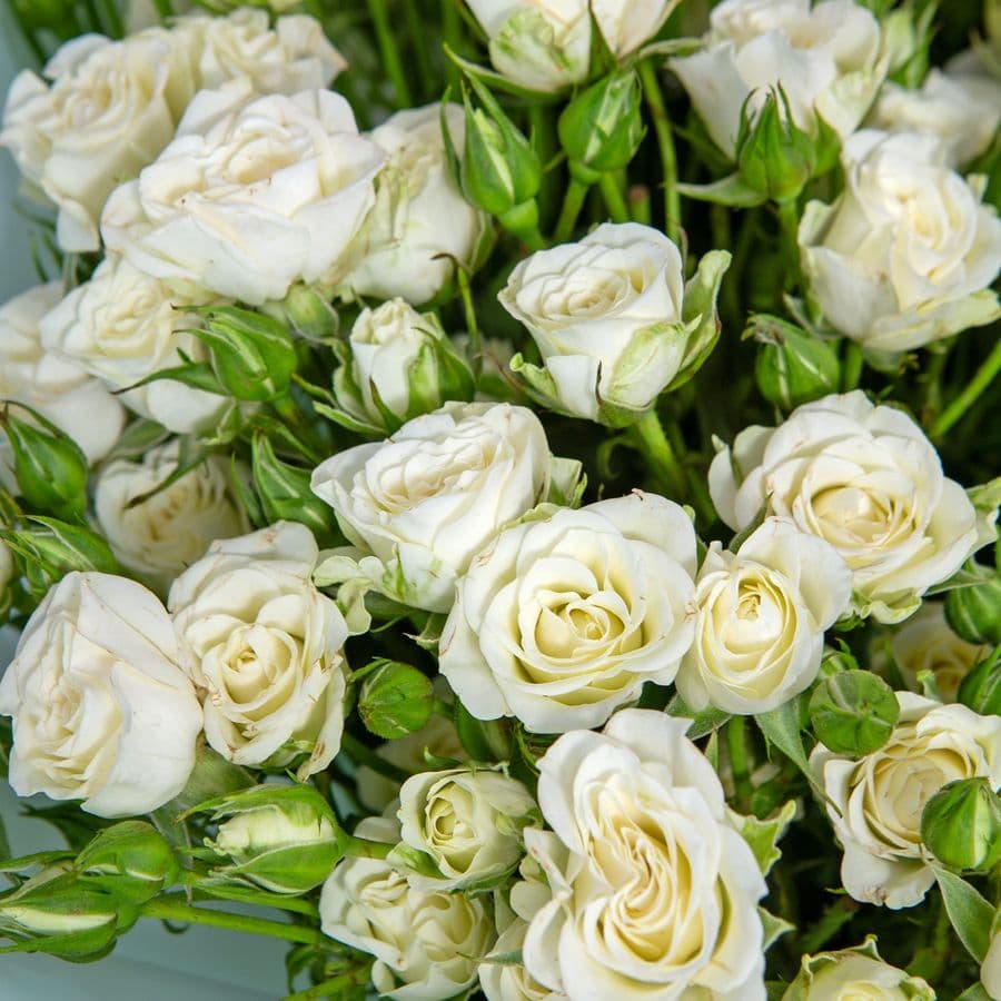 Букет из кустовых Роз «Белый шелест»