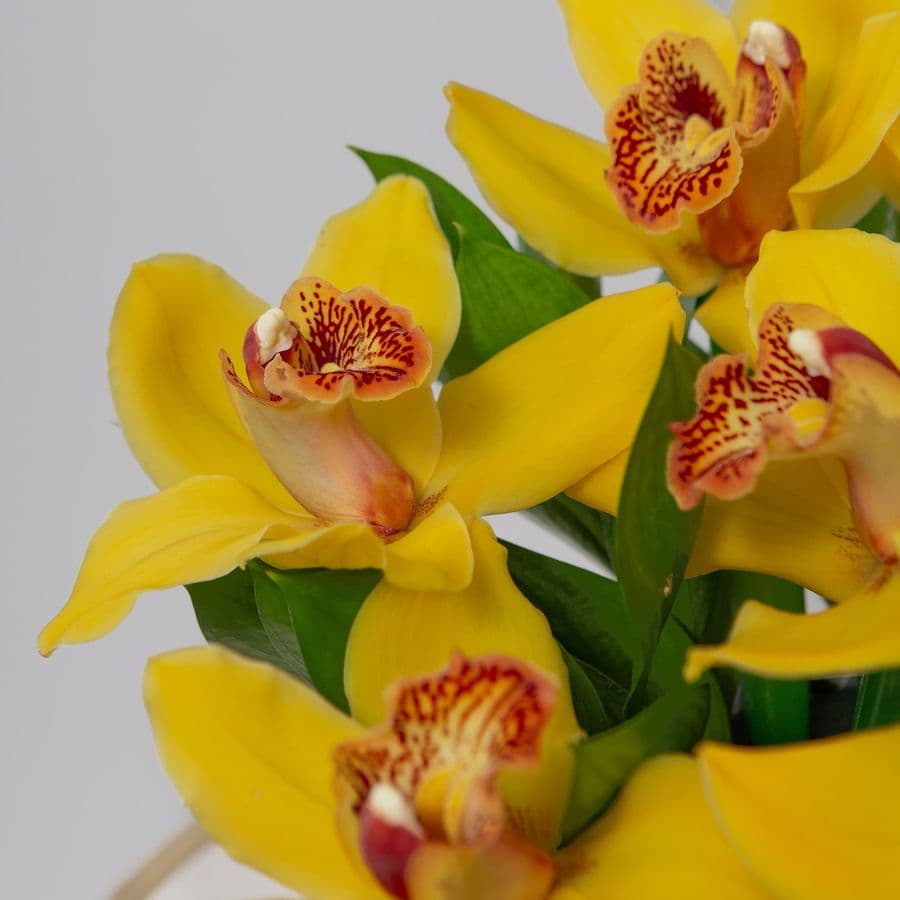 Композиция из Орхидей в шляпной коробке «Тепло тропиков»