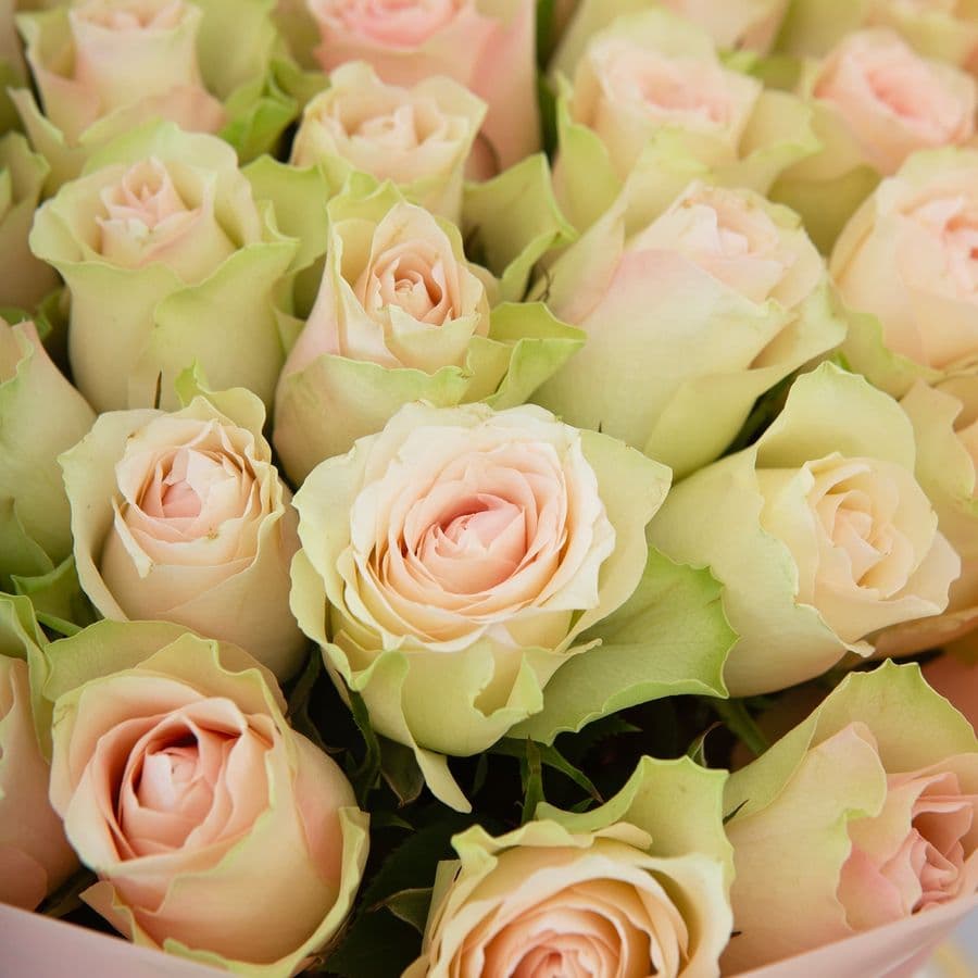 Букет Роз Кения 25 шт «Ваниль и пудра»