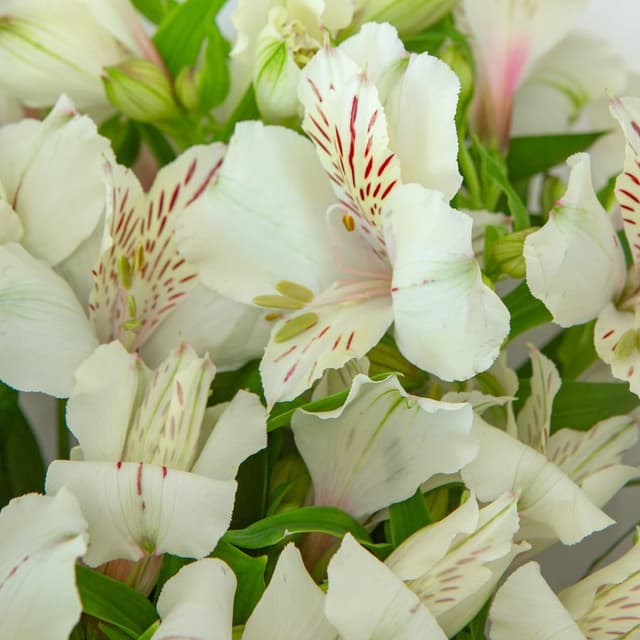 Букет из Роз Кения и Альстромерий «Белый парус»