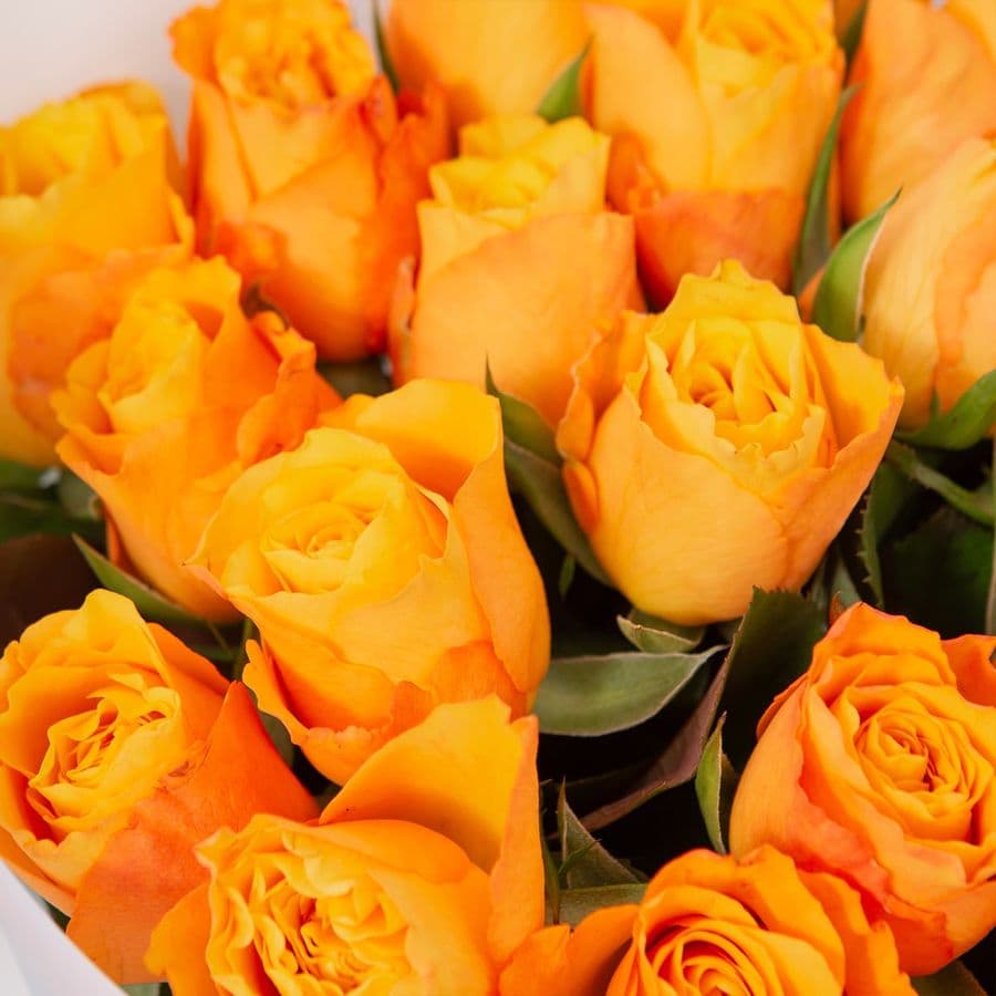 Букет Роз Кения 31 шт «Янтарный свет»