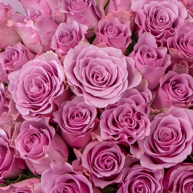 Букет сиреневых Роз Кения 31 шт «Лиловая акварель»