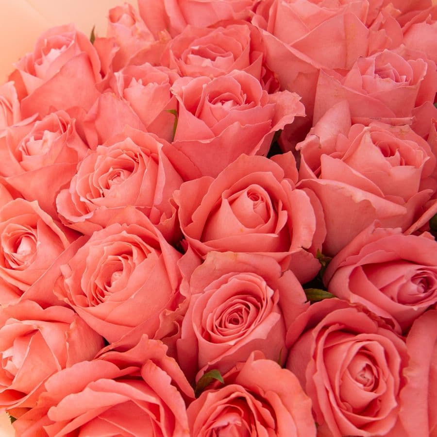 Букет Роз Кения 25 шт «Ласковый свет»