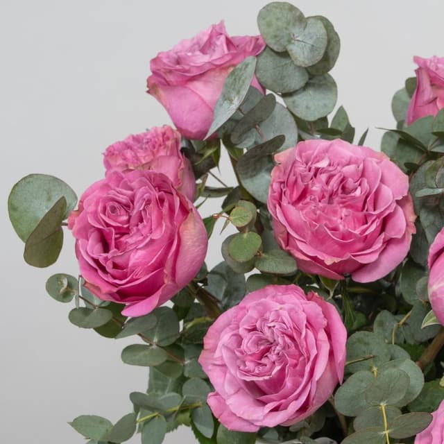 Композиция из пионовидных Роз Эквадор в шляпной коробке «В цвете чувств»