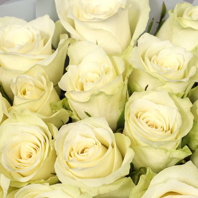 Букет Роз Кения 15 шт «Письмо без слов»