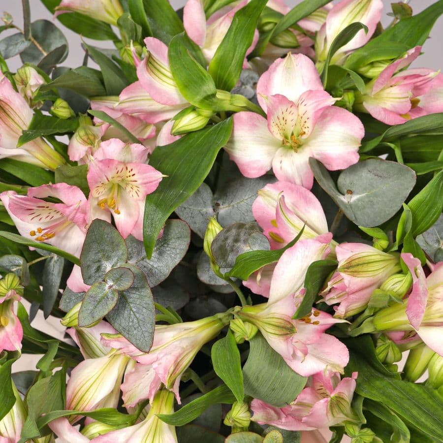 Композиция из Альстромерий в шляпной коробке «Кружево Чувств»