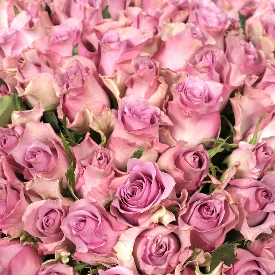 Букет Роз Кения 75 шт «Цвет Тишины»