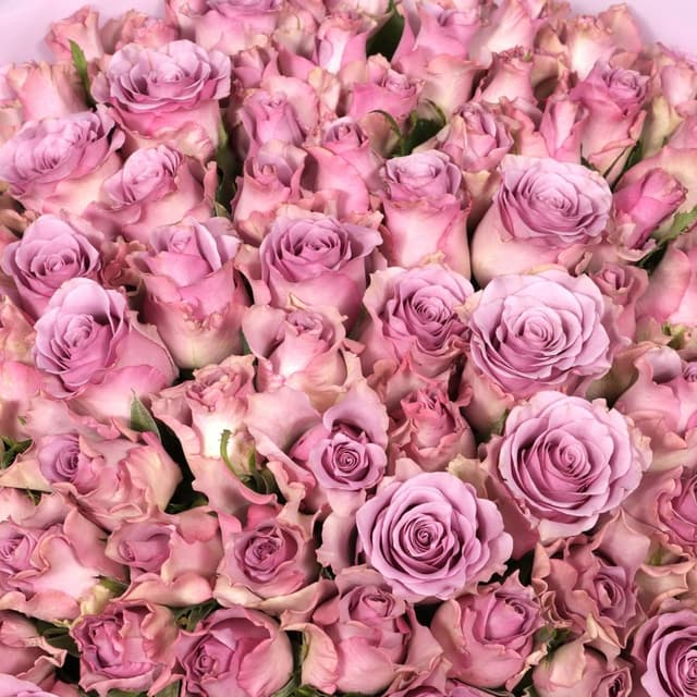 Букет Роз Кения 101 шт «Мистический Цветок»