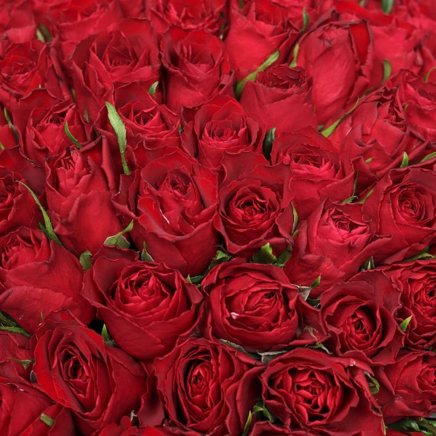 Букет Роз Кения красная 101 шт «Вечная Классика»