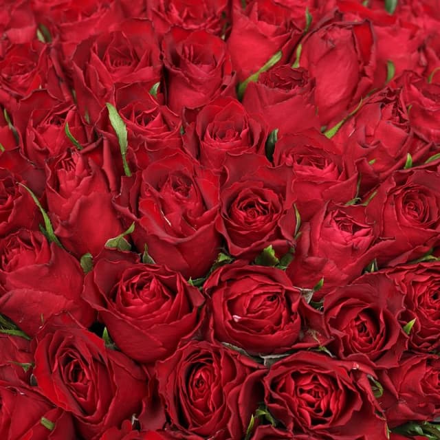 Букет Роз Кения красная 101 шт «Вечная Классика»