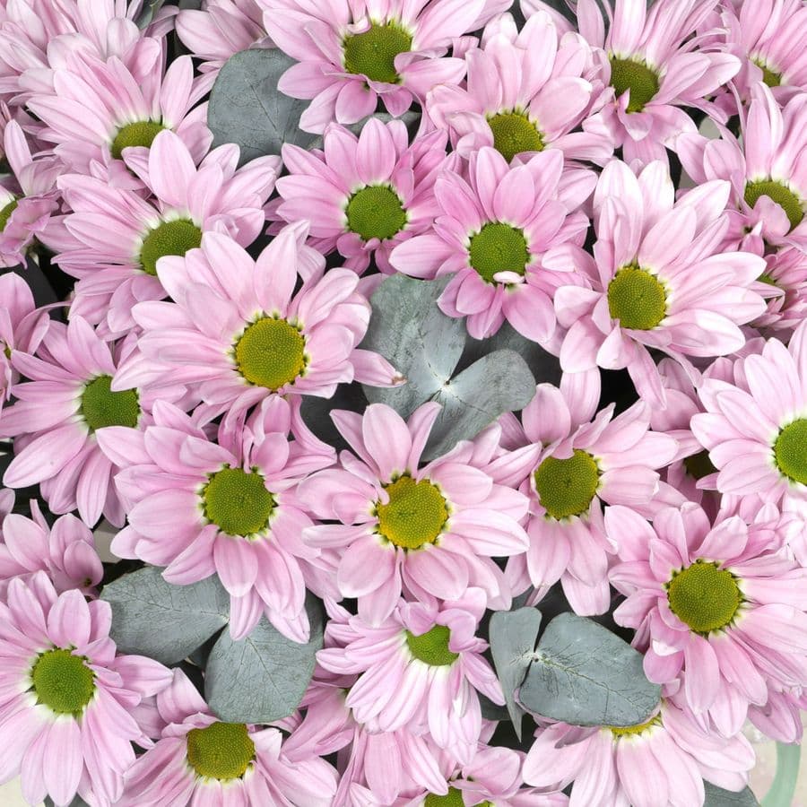 Композиция из Кустовых Хризантем в шляпной коробке «Вдох нежности»