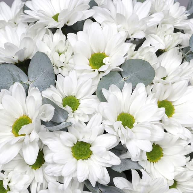 Композиция из Кустовых Хризантем в шляпной коробке «Белоснежное чудо»