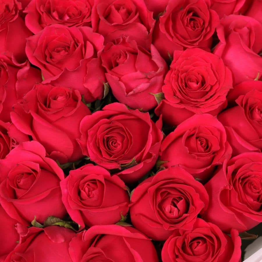 Букет Роз Кения 51 шт «Ода чувствам»