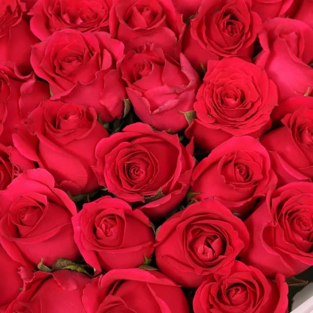 Букет Роз Кения 51 шт «Ода чувствам»