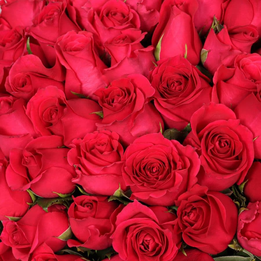 Букет Роз Кения 75 шт «Энергия любви»