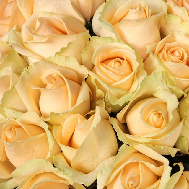 Букет Роз Россия 25 шт «Чистая гармония»