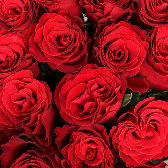 Букет Роз Кения 60 см 25 шт «Сердце на ладони»