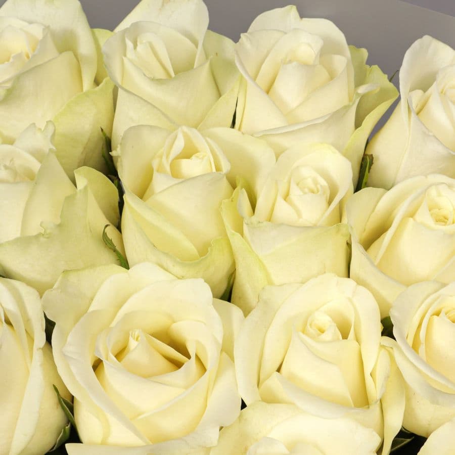 Букет Роз Кения 60 см 25 шт «Простое чудо»
