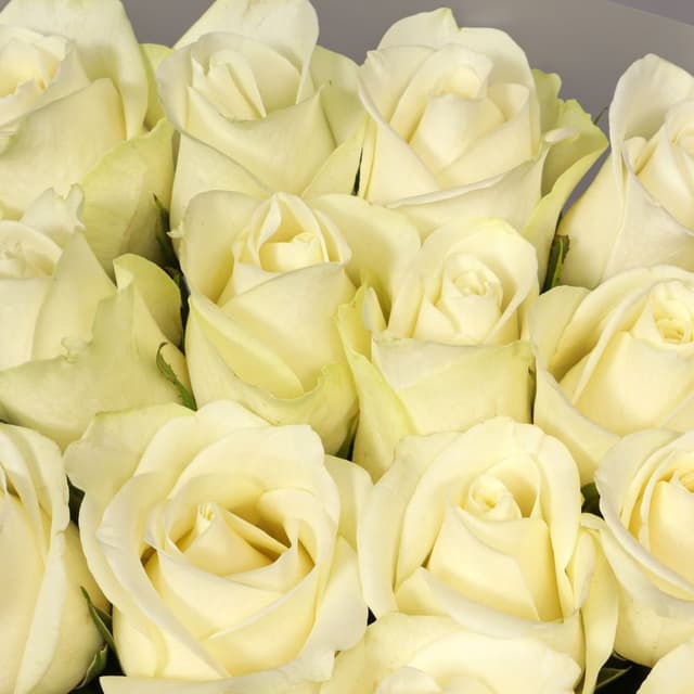 Букет Роз Кения 60 см 25 шт «Простое чудо»