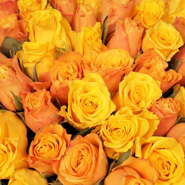 Букет Роз Кения 101 шт «Солнечная история»