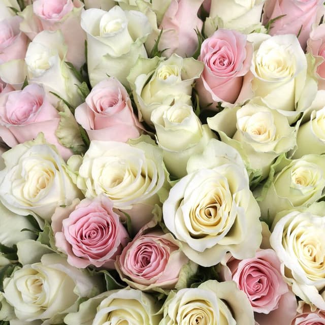 Букет Роз Кения 101 шт «Сердце Принцессы»